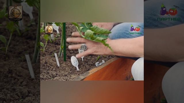 Как формировать низкорослые томаты.