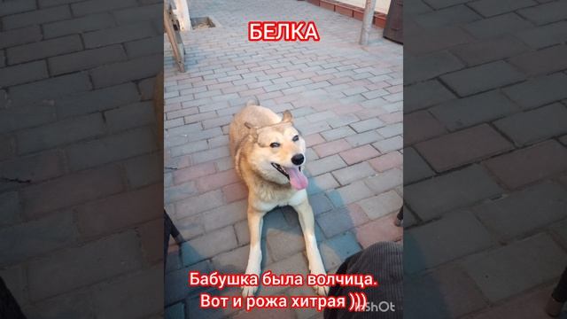 ДРУГИ !
ПРО СОБАК.