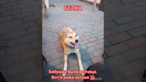 ДРУГИ !
ПРО СОБАК.
