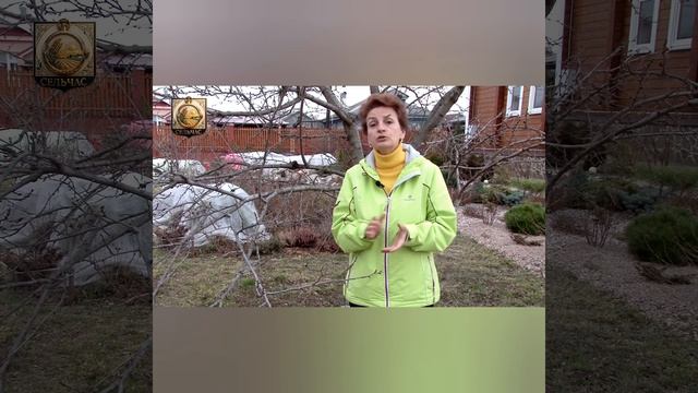 Чем обрабатывать плодовые деревья весной.