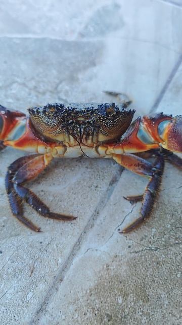 Крабовый Краб . Крым . Кафа.