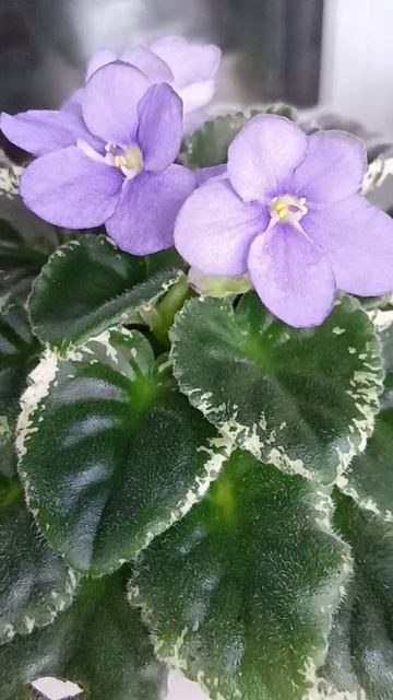 Фиалки 🤗👌☘️🌹☘️