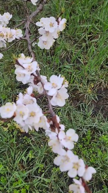 Сады цветут!