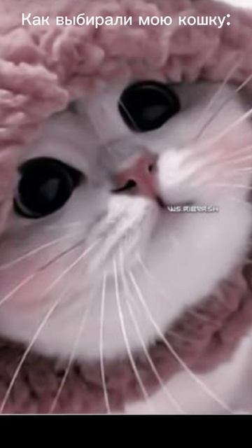 Как выбирали мою кошку🤣😼