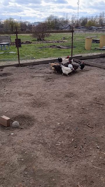 Вечер в деревне 🏠 У курочек 🐔🐓 ужин