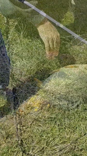 Карп на крючке. Тихая радость»
#shorts #рыбалка