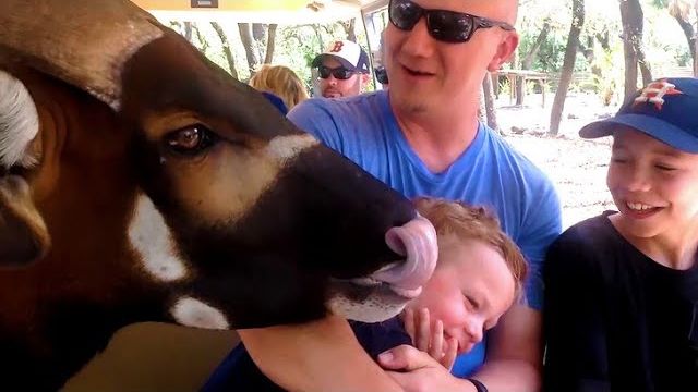 Americas Funniest Home Videos. Funniest Animal Moments  AFV Funny Videos