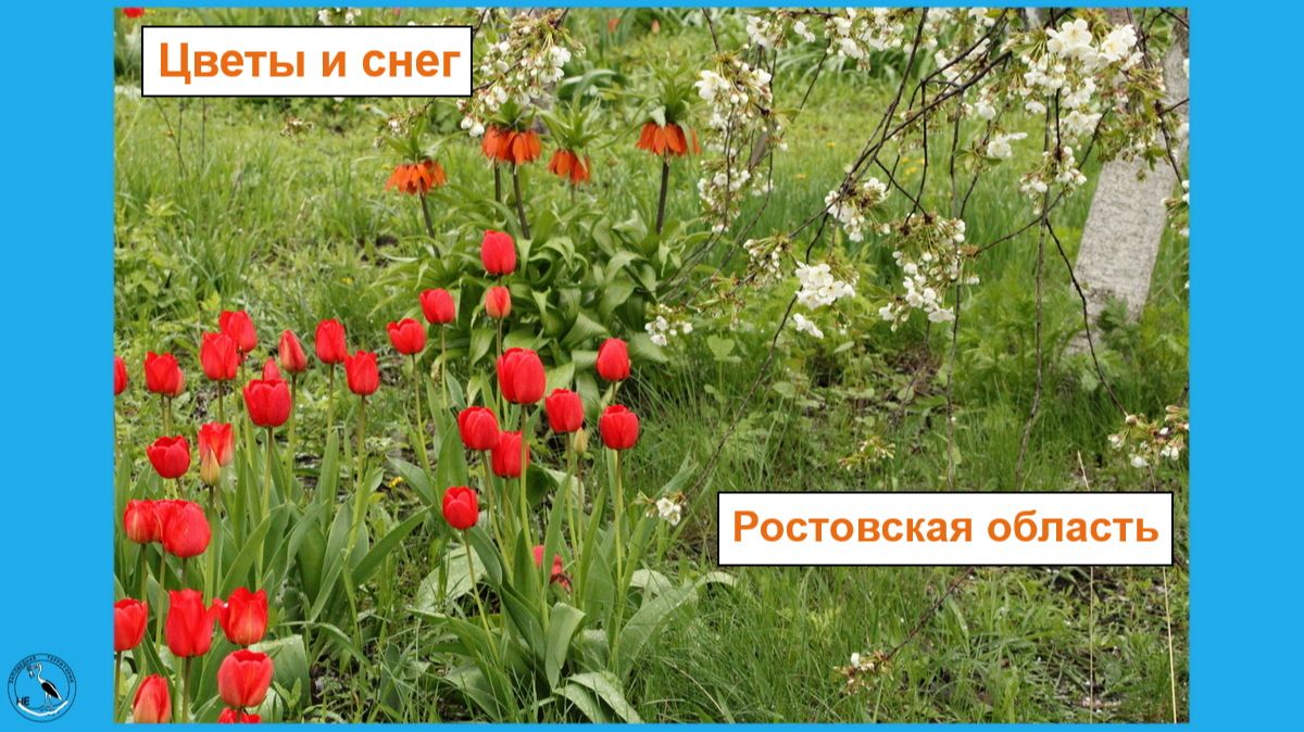 30 апреля 2026. Цветы и дождь со снегом