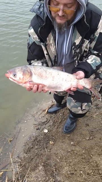 Астрахань рыбалка 2026г выход на ерек, в Икряном концовка видео 18+! Запутался в сетях браконьера!