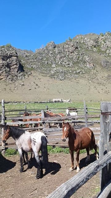 обработка коней.