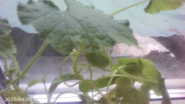 Обзор наших кабачков сорта 