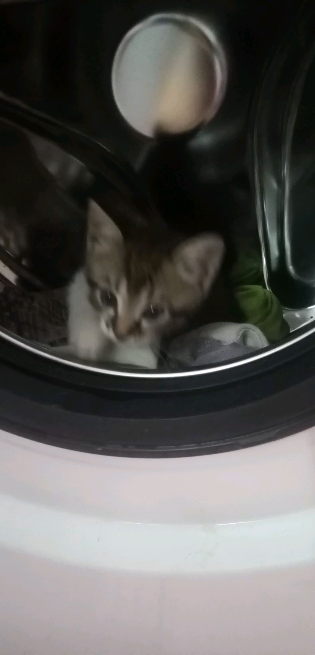 День с викай