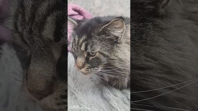 Факты отмоем коте 🐈⬛