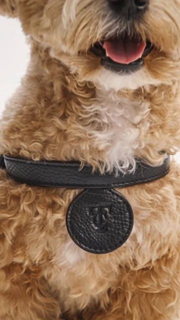 Премиальная шлейка для собак