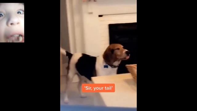 Смешные коты с Озвучкой Часть 1