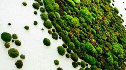 Мох. Как отличить сырьё