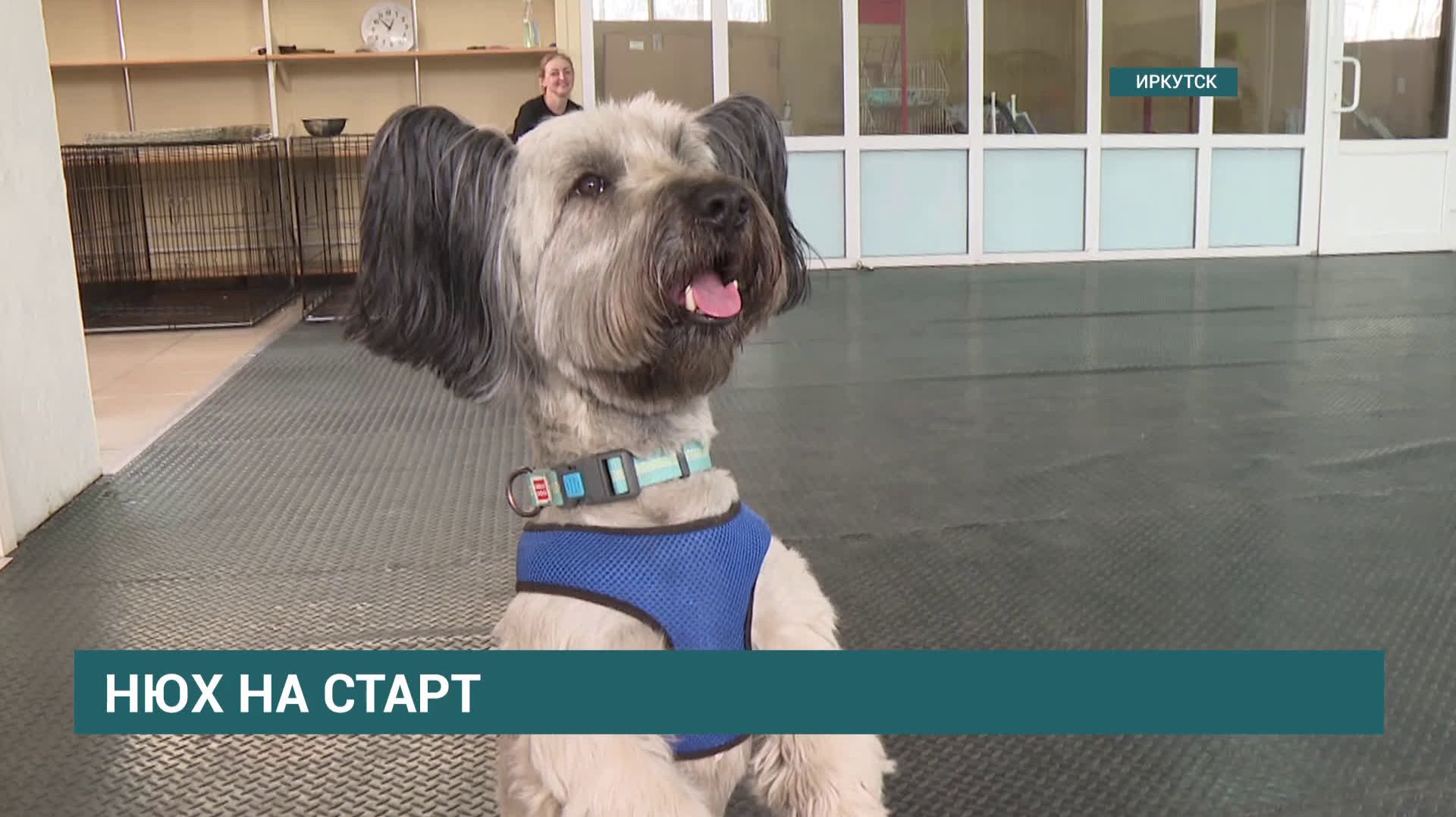 Нюх на старт. Соревнования по ноузворку впервые пройдут в Иркутске