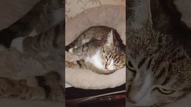 Изольда вечерком