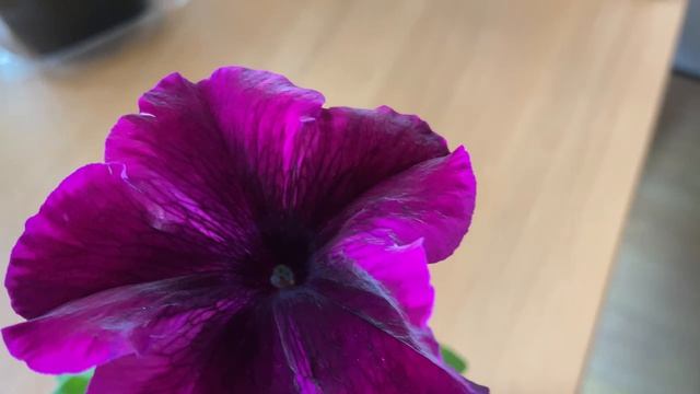 Ура, петуния зацвела!!!