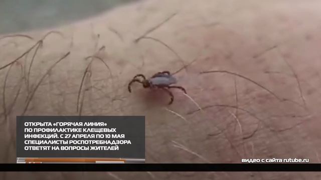 Открыта горячая линия по профилактике клещевых инфекций 27-04-2026