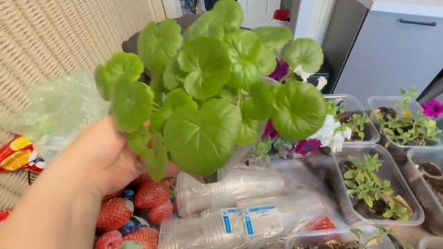 Почти загубила😩очень довольна проделанной работой 👌🏻мои растюшки)))