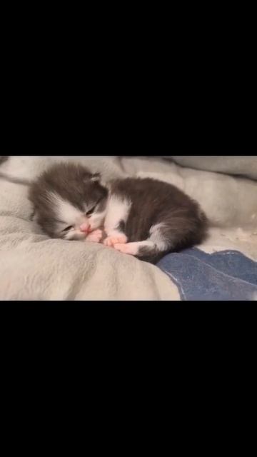 Клип @meowtaverse