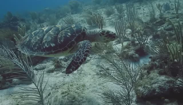 Антистресс-терапия: подводный мир и его тайны