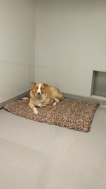 30.04.2026.Уфа .Башкирия.Спасение с отлова Приветы от Ромы ❤в клинике! лечится. Всем причастным спас