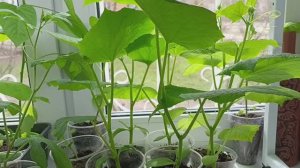 Рассада в этом году отличная и уже просится на своё место в сад