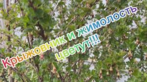 Крыжовник и жимолость цветут