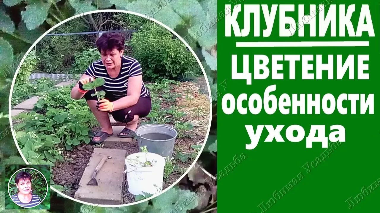 Уход за клубникой во время цветения Важные моменты агротехники