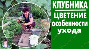 Уход за клубникой во время цветения Важные моменты агротехники