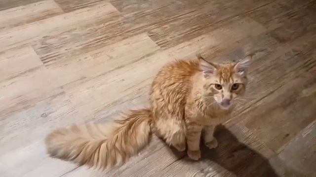 Апельсиновый Зефир