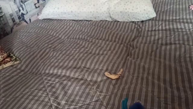 Йорк Кики, опять скучает