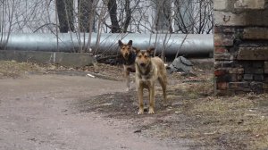 БРОДЯЧИЕ СОБАКИ ТЕРРОРИЗИРУЮТ ЖИТЕЛЕЙ САЯНСКОЙ