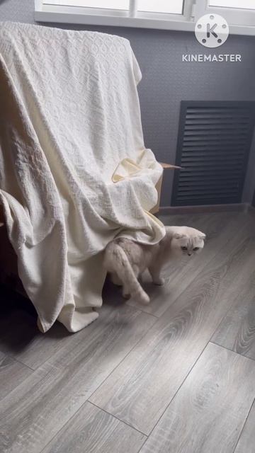 Прятки с котом прятки игры