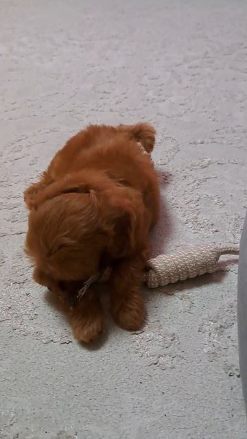 Мальтипу по имени Симба! 
#мальтипу#щенокмпальтипу#щенок