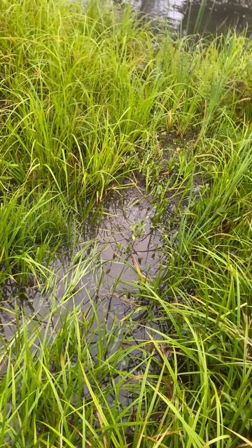 Ягдтерьер Дейма подача с воды