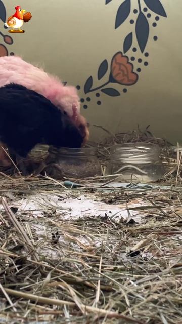 Розовый цыпленок и его 2 друга (2)