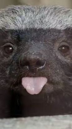 Абсолютный пофигист и беспредельщик животного мира - медоед 😱🤬