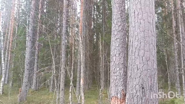 Карелия! Старое карельское поселение!