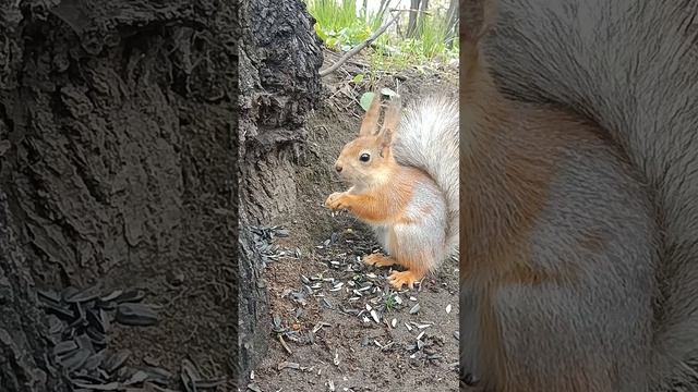 Белка с удовольствием ест семечки