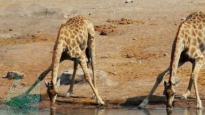 Girafe