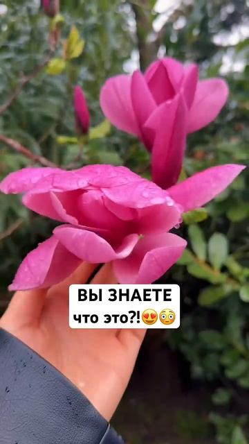 Кто знает как называется это дерево?!