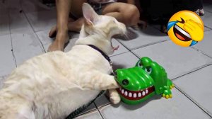277 Веселых моментов с кошками и собаками 2026😼🐶Постарайся не смеяться😜