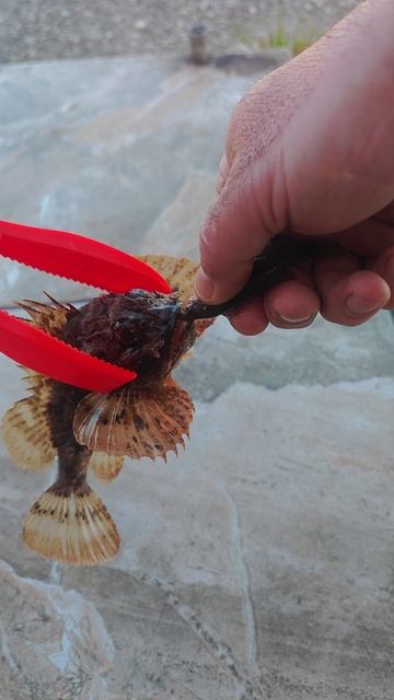 Ё -Ёрш . Крым . Кафа.