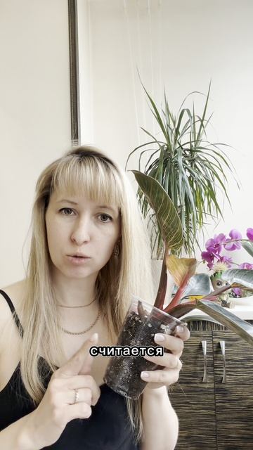 Как надо действовать после пересадки растений 🪴 Арт на удобрения WB