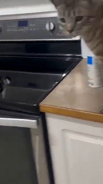 ОБЫЧНОЕ МЯУ ОТМЕНЯЕТСЯ #кошки #мяу #meow #catshorts