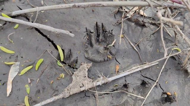 Чьи это следы? Кто знает нашу фауну?