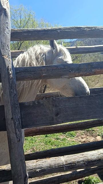 обработка коней.